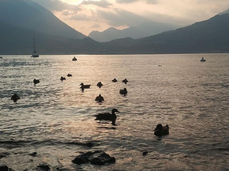 Le Case Di Giulia Abbadia Lariana Buitenkant foto